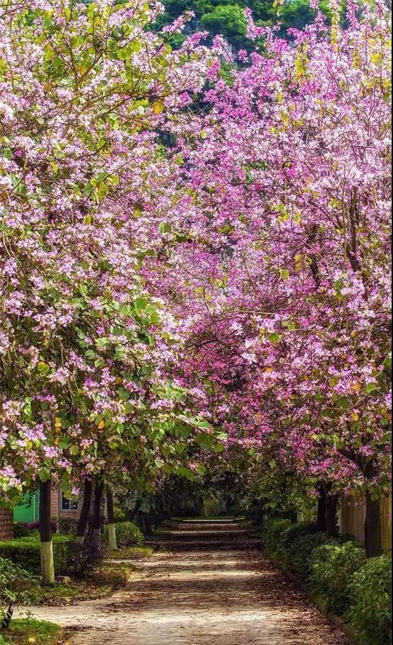 这座城市就会开满鲜花