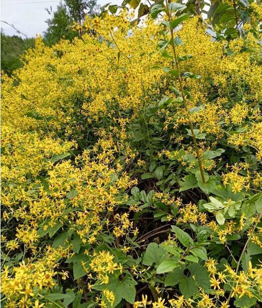 野菊花开故乡情