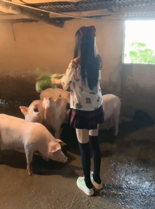 有多少国产JK少女在抖音短视频养猪？