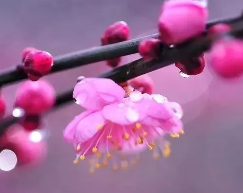 梅花，一种安静、清雅的花。