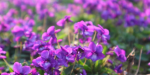 紫花地丁——只因开花太美，忘记是野菜