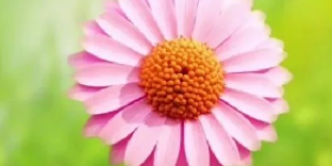 小房子