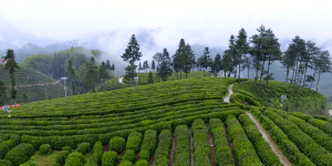 品一杯春天的茶