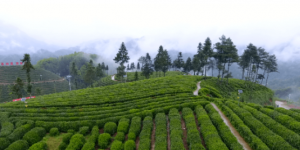 品一杯春天的茶