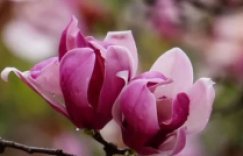春风十里