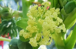 在故乡的土地上，若来一场植物种子选美，我选——蓖麻子
