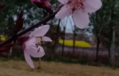初一：新春快乐