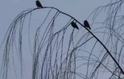 韶华舞花间