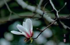 春三月