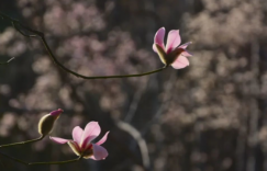 倚花梦影