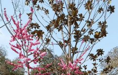 生如夏花