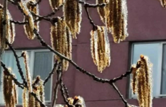 我要高声的赞美杨花！我要学习她的精神！