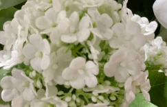 我就是属于喜爱花草，却不擅长养花之人。