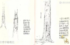 疤痕包裹的老树