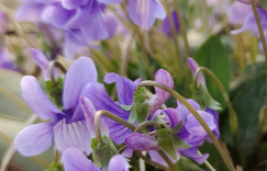 邂逅紫花地丁