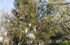 那树樱花
