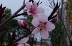 我想，或许是三月在悄悄把我亲吻。