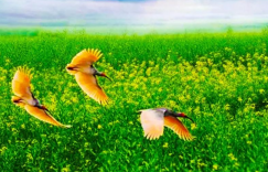 来我的鹮乡吧​