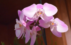永远温柔 与世无仇