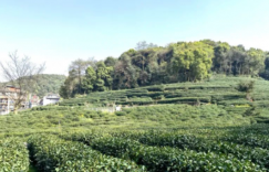 走进马家坞，既可以感受市井烟火，又能欣赏城市浪漫。