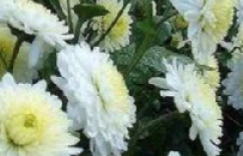 清明节忆爷爷