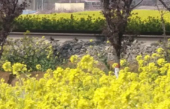 春来，看花！