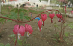 聚焦之美，发现身边的美。