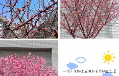 时光清浅，花儿缓缓