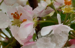 昨天桃花开，是一群妖精