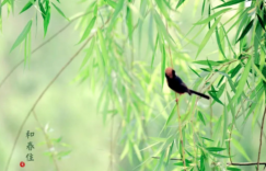 绿与洋芋