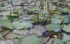 给过天地温暖，春雨会还我们以温情