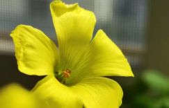 我养的花：黄麻子酢浆草——芳菲四月，你的凋零是春天的开始