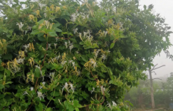 春天，我与中国少年有个美丽的邂逅