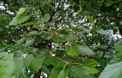 菜地里，幺婆带顶草帽给莴笋秧子浇水。幺爹跟着，亦步亦趋。