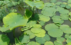 我想我首先是我自己，是一个有着独立精神的人。