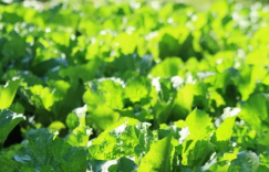 楚地，民间喜悦