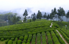 品一杯春天的茶