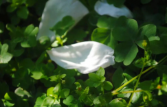 夏天——风吹来蔷薇的香气