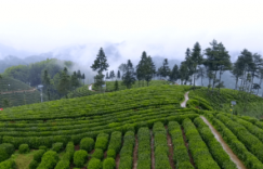 品一杯春天的茶