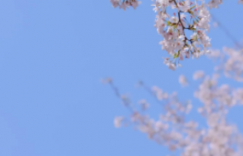 樱花樱花想见你